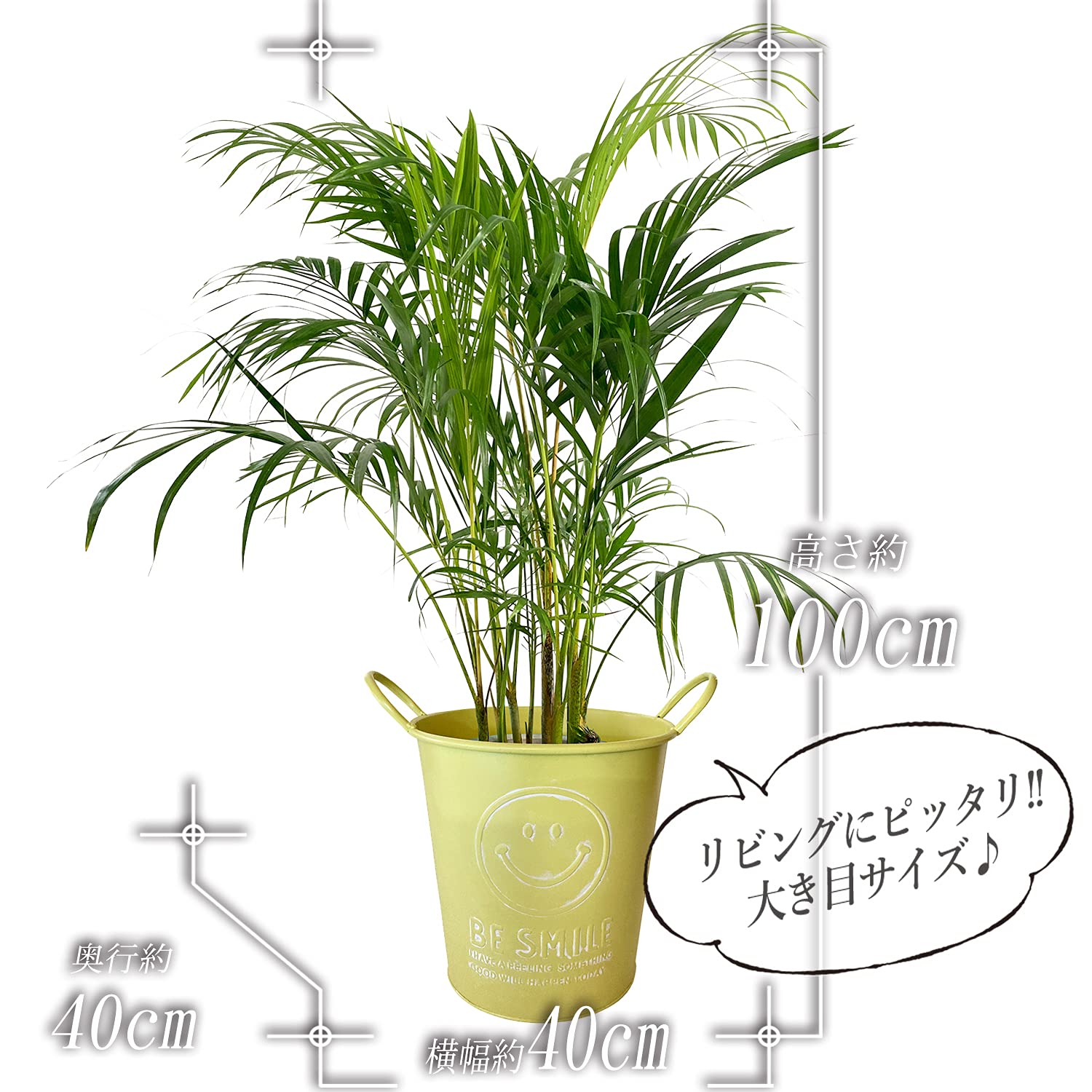 m*t様 ❤️開花株❤️超大株❤️6号❤️超レア☘️スペシャル597 【Ashw DX超合金 VF-19改 エクスカリバー 熱気バサラスペシャル